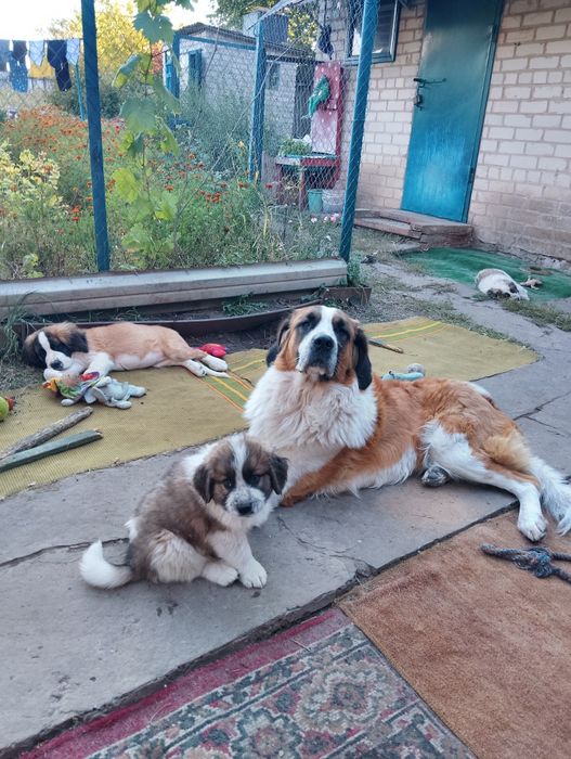 Вільні цуценята Московської сторожової