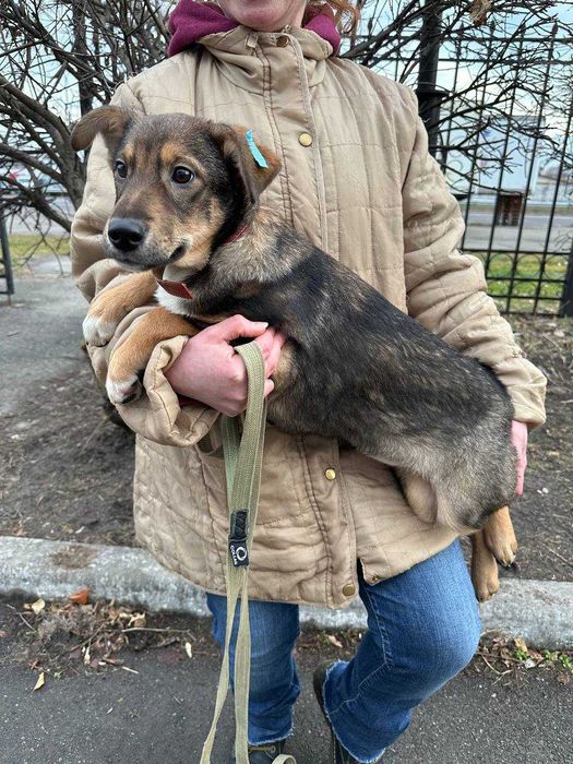 Цуценя, 5 місяців, дівчинка