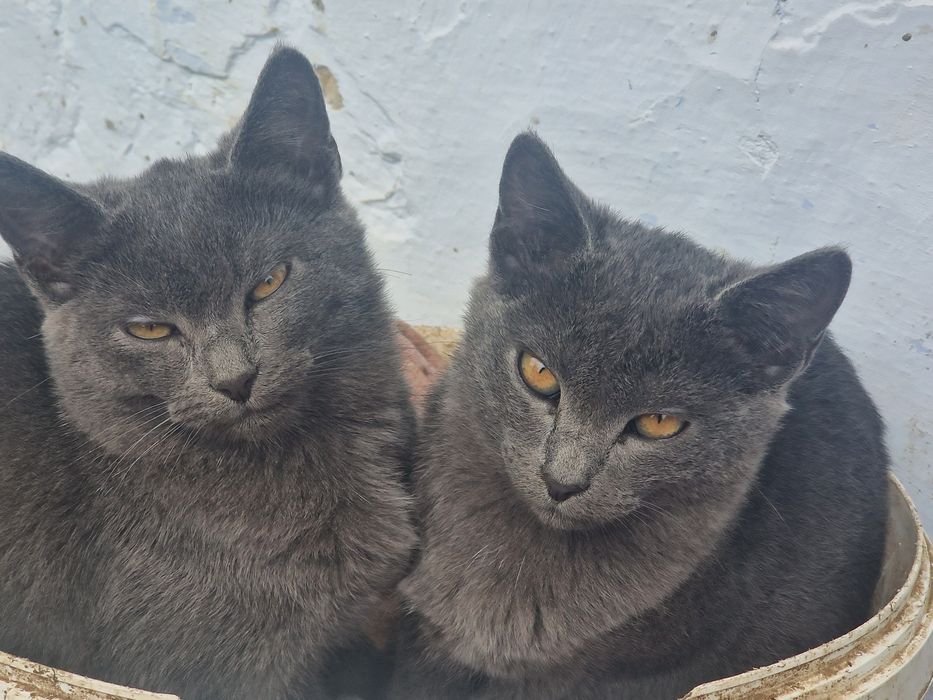 Віддам кошенят у добрі руки