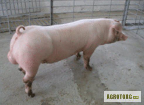 Штучне запліднення свиней