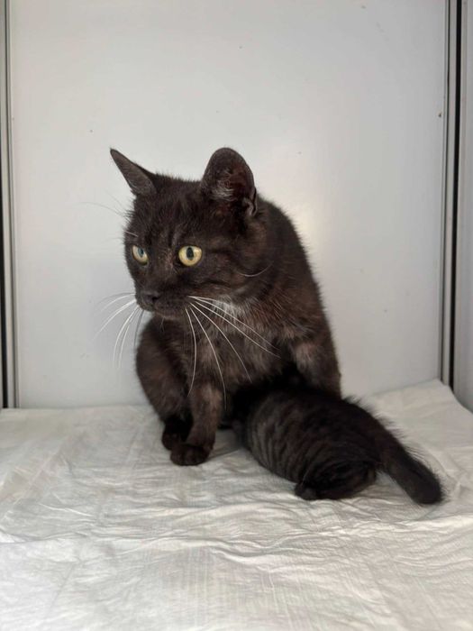 DYMKA kotka kot adopcja schronisko