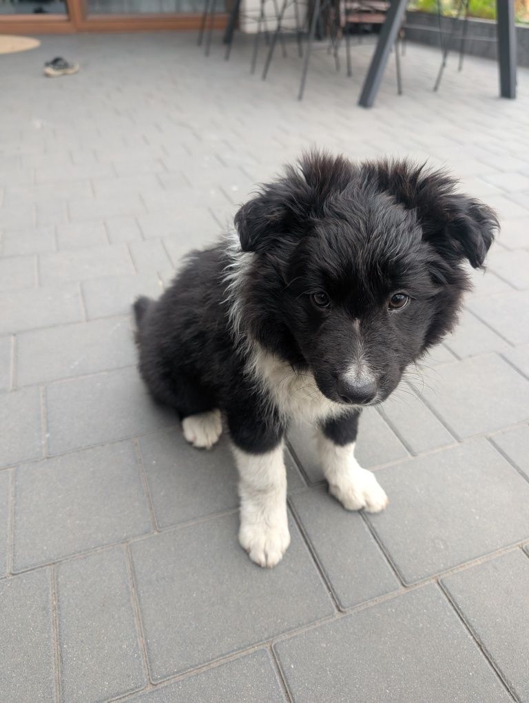 Sprzedam pieska rasy border collie z rodowodem
