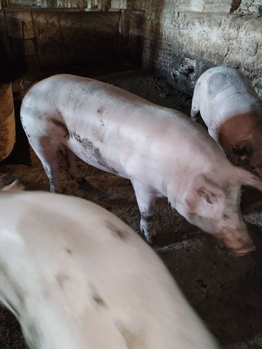 Продам свиней живим весом, 100 гривень кг.