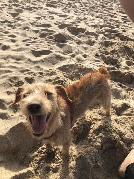 Dog Walker/ Pet Sitter Lisboa