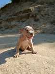 Amstaff MERLE lilac samiec