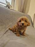 Maltipoo piesek red  xxs