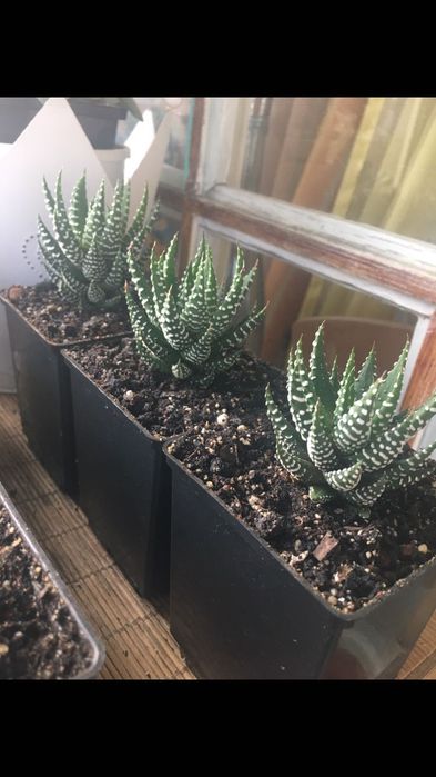Haworthia fasciata