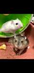 Hamster russos anoes