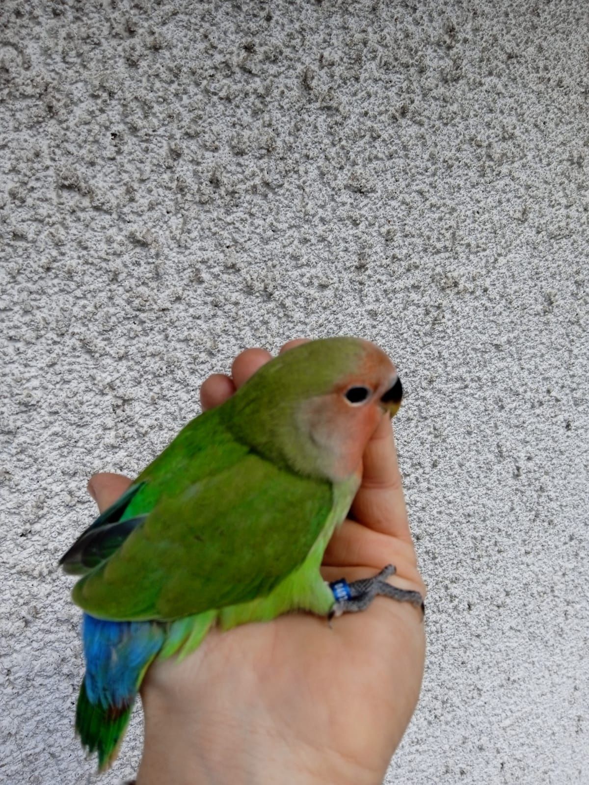 Agapornis Domesticado Verde