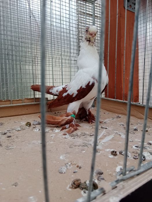 Gołębie ozdobne motyl warszawski czerwony samiec 25