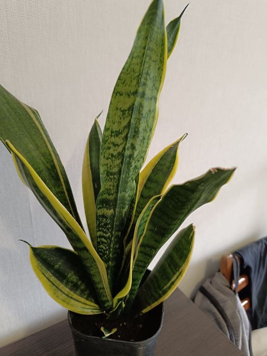 Сансевієрія Футура суперба
