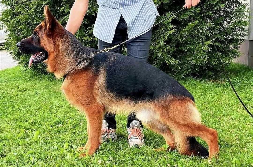 Owczarek Niemiecki Krótkowłosy