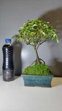 Elegância em Miniatura: Bonsai de Ligustrinho de 5 Anos em Destaque!