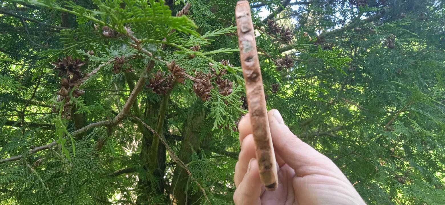 Plastry drewna, 1 metr kwadratowy, Na ścianę, Krążki drewniane