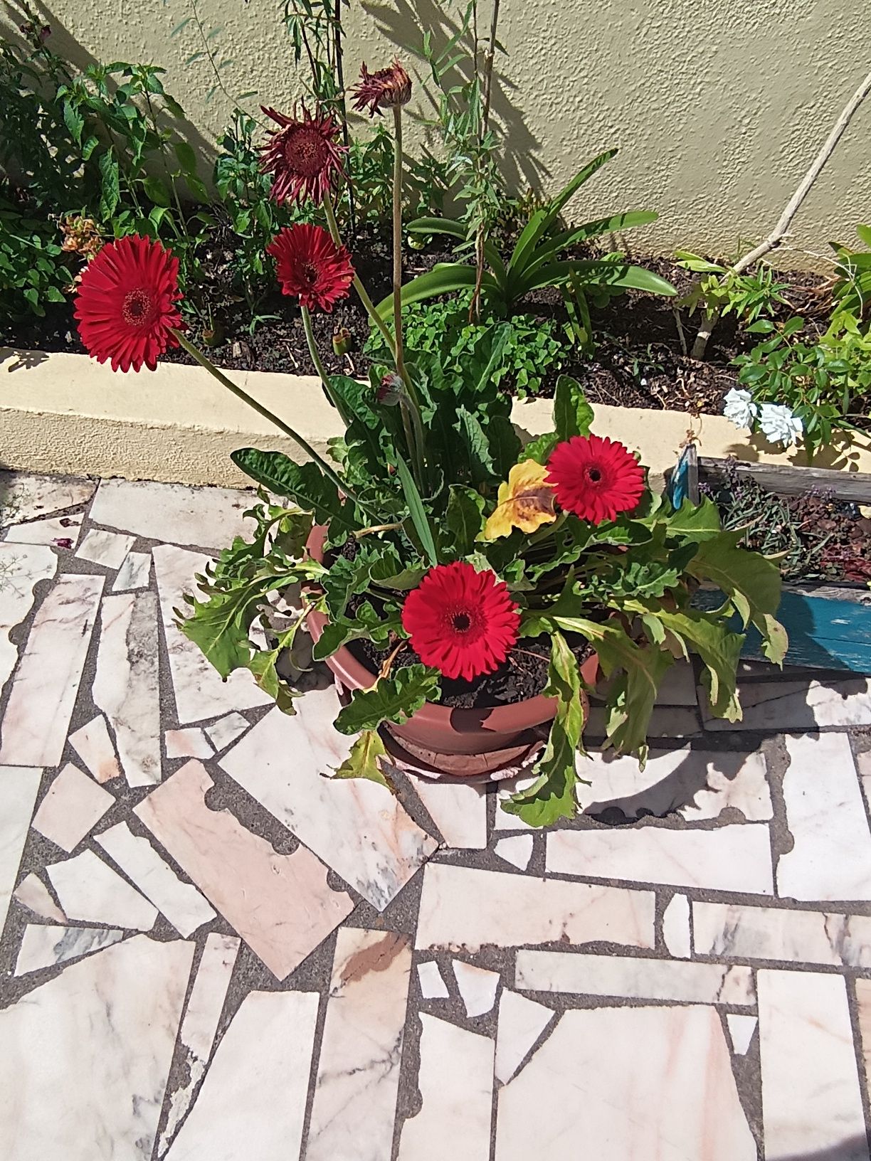varias plantas .