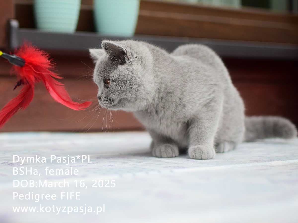 Kot brytyjski, kotka niebieska Dymka Pasja*PL FPL/FIFE opcja hodowlana