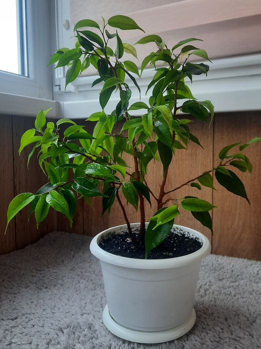 Фікус бенжаміна  в горшку