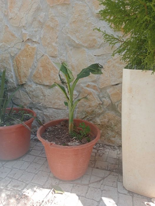 Bananeira enraizadas