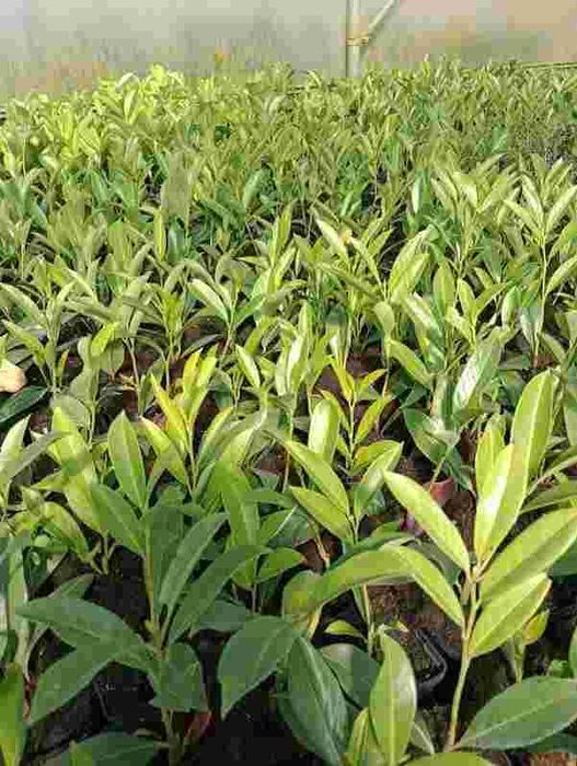 tuja szmaragd, brabant , jałowiec , laurowiśnia