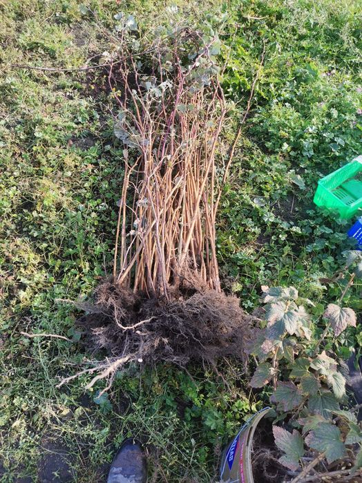 Sadzonki malin-jesiennej/letniej