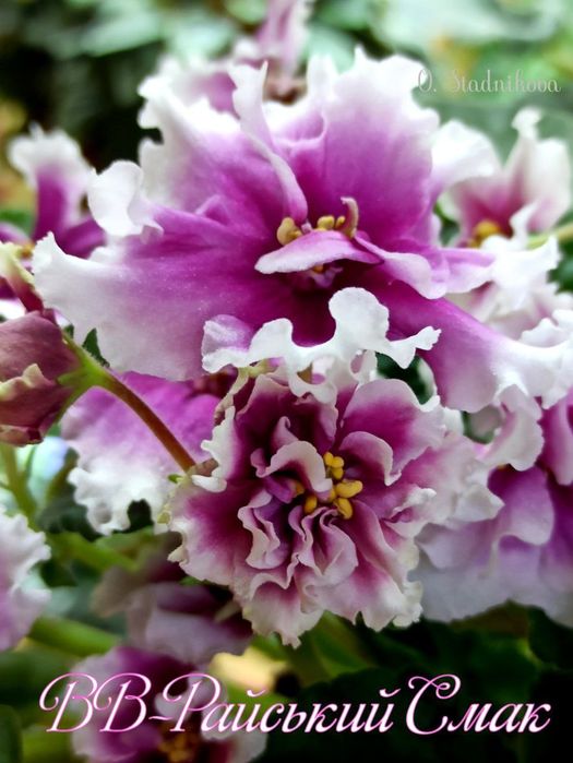 Фіалка кімнатна рослина