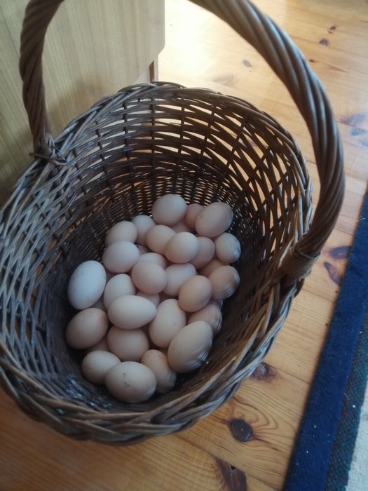 Prawdziwe JAJA WIEJSKIE z wolnego wybiegu