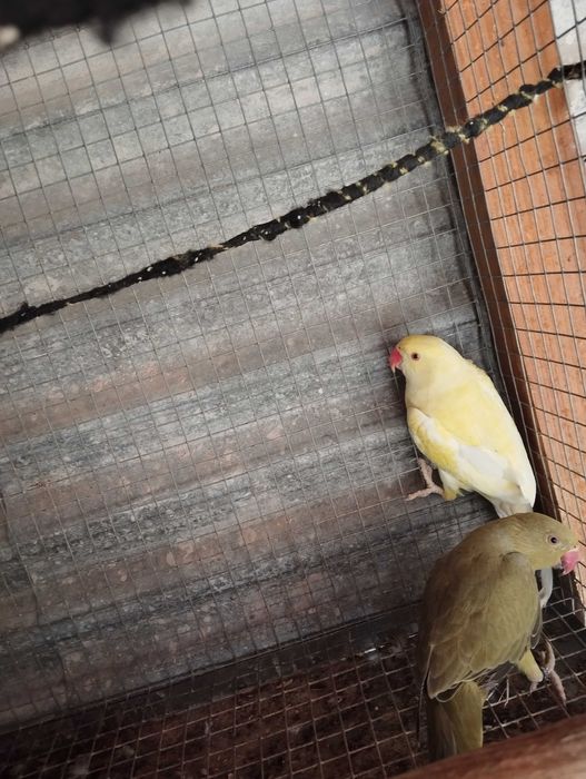 Ring necks e agapórnis para troca