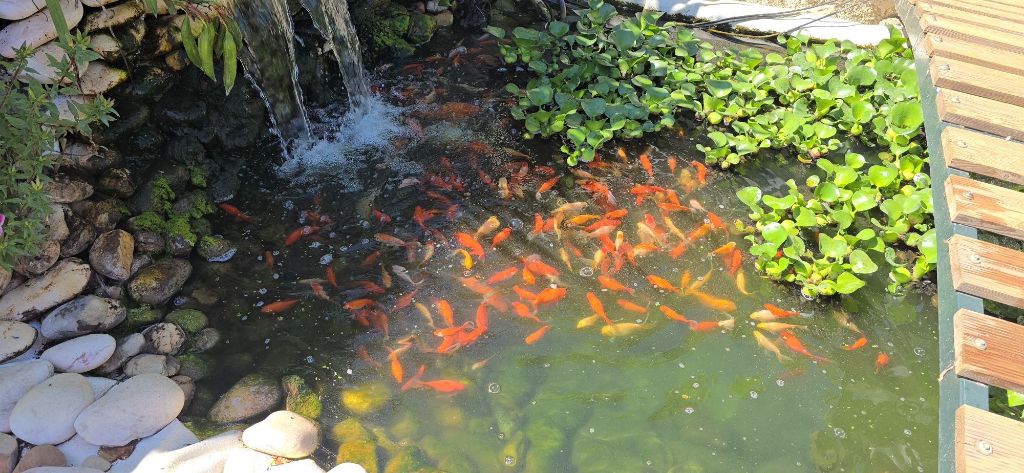 Vendo Carpas Koi - preço consoante o tamanho