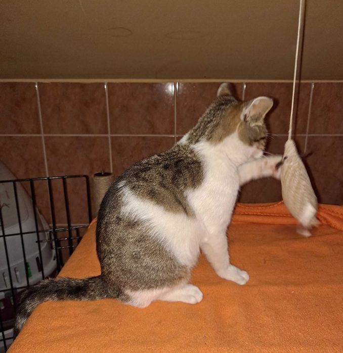 Drobniutka 2 kg koteczka do adopcji