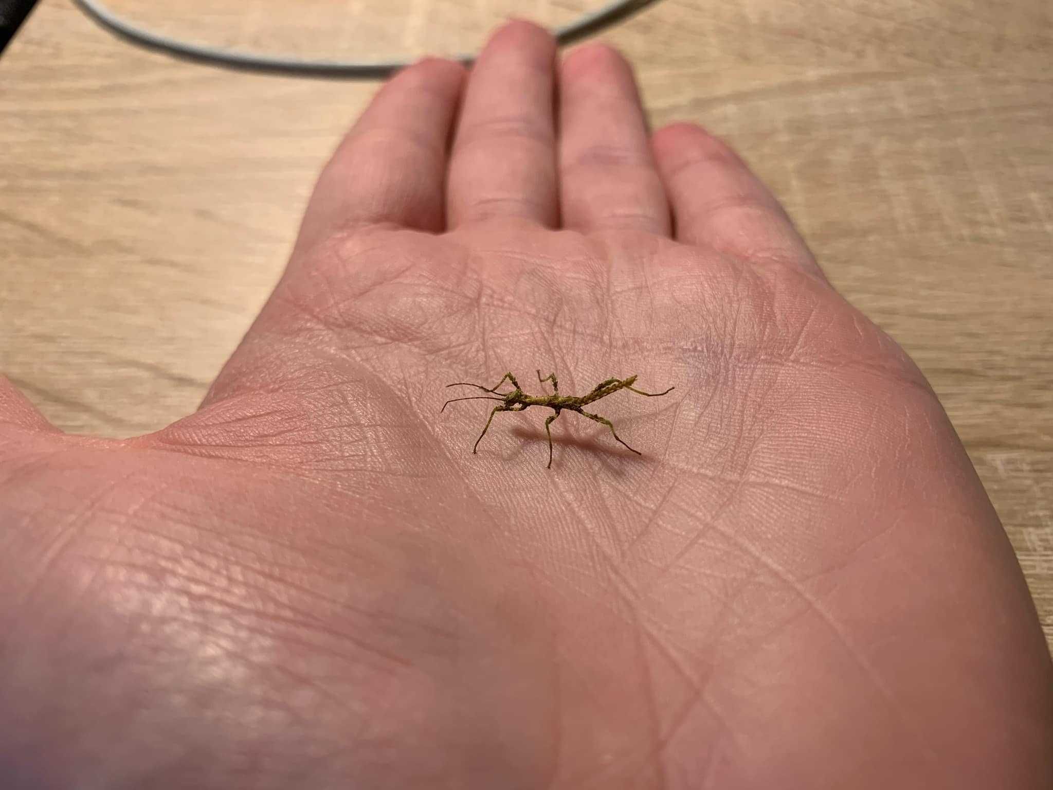 Trachyaretaon sp. North Luzon Straszyki Straszyk