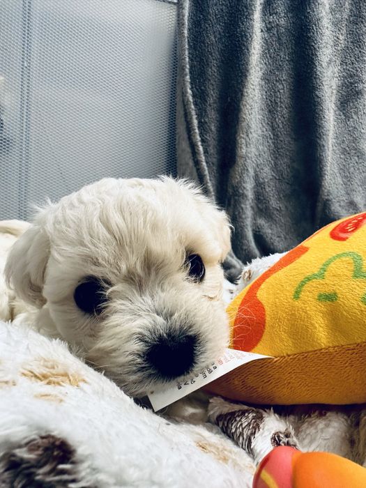 Bichon Frise szczenięta FCI – rezerwacje otwarte