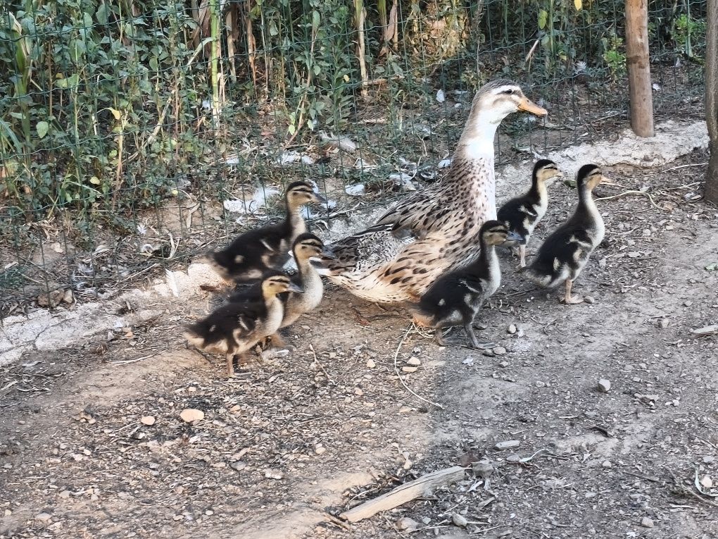 Macho da Angola e Galos e também patoss