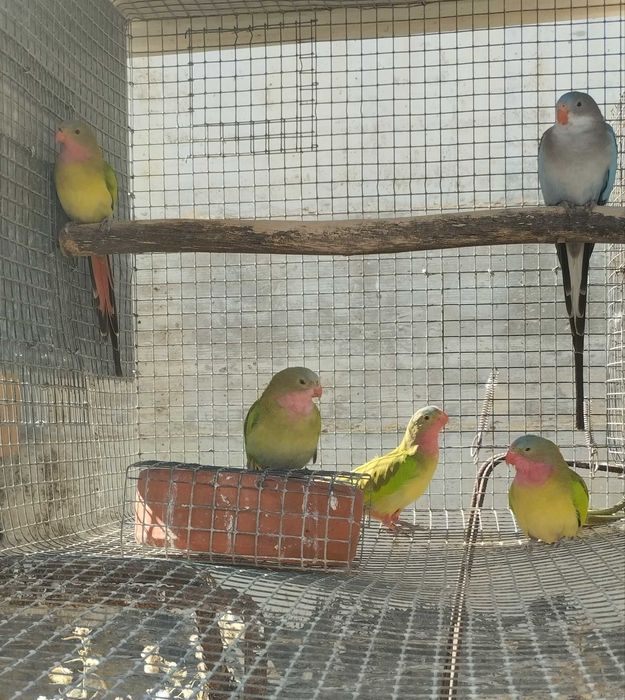 Lote de casal de princesas de gales