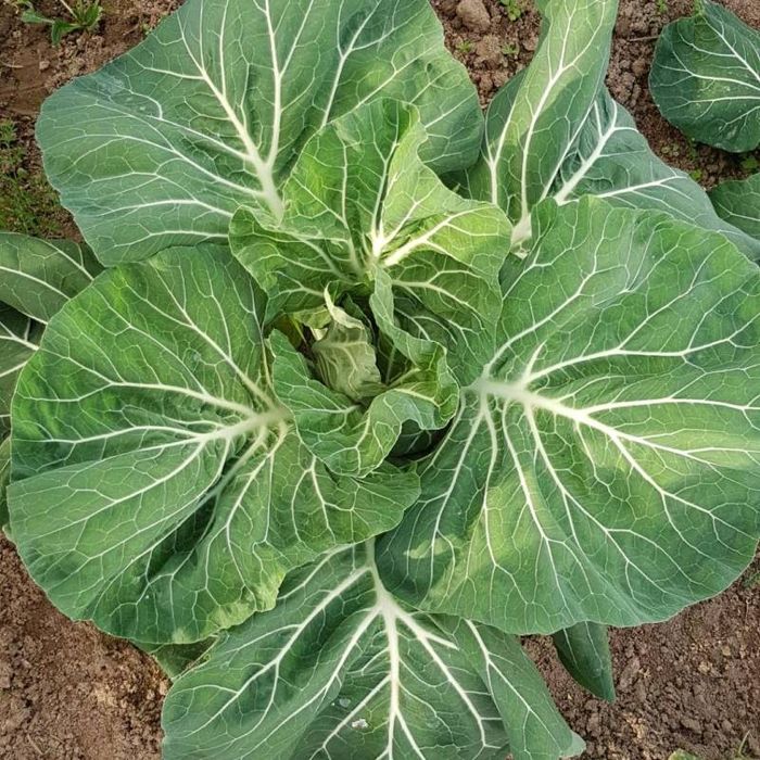 Couve penca biologica