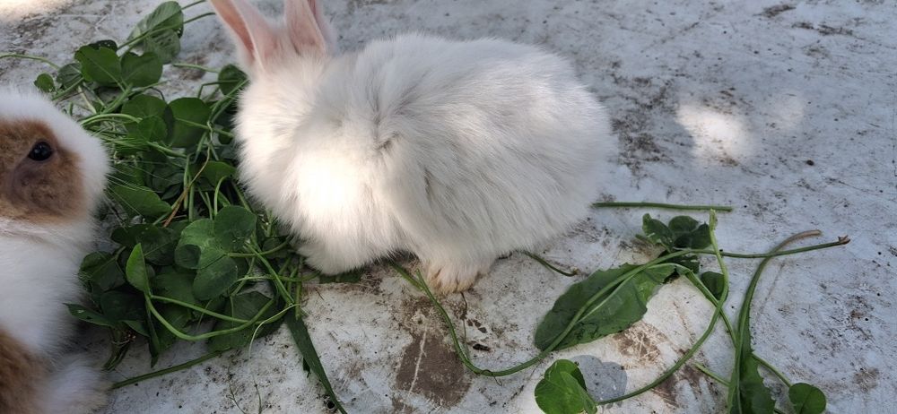 Sprzedam kruliki miniaturki