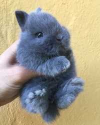 Шикарні кроленята блакитного окрасу