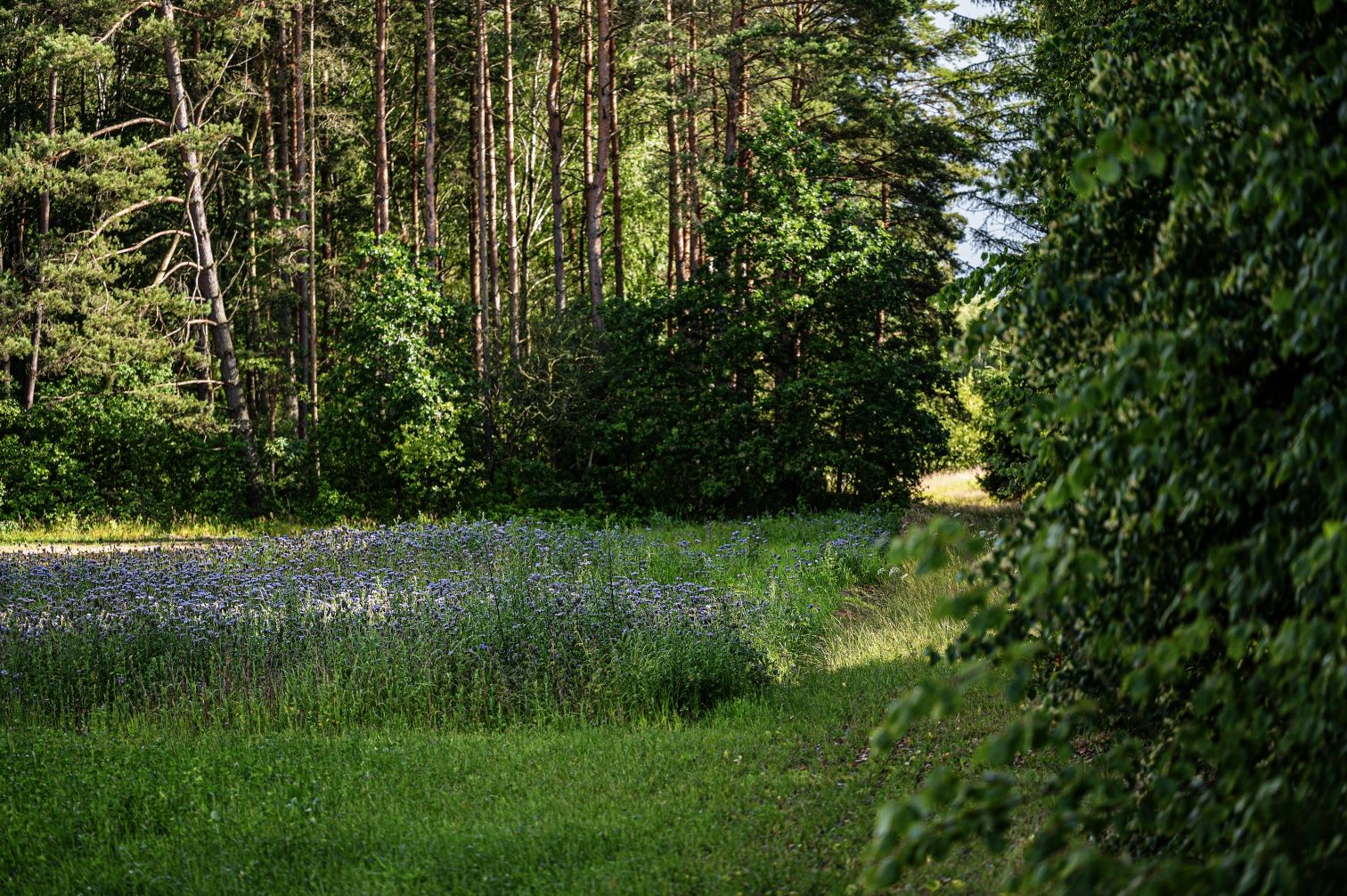 Ziemia rolna 11 hektarów przy lesie, mazury , działki rekreacyjne