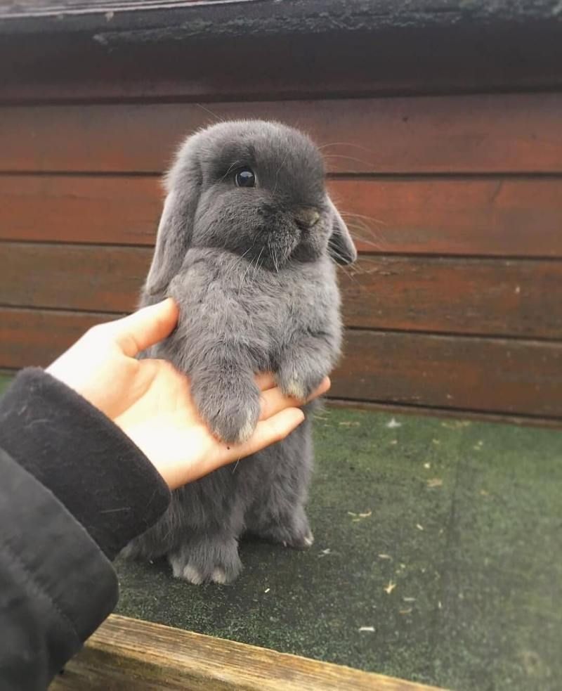 KIT completo coelhos anões mini Lop(orelhudos) muito dóceis