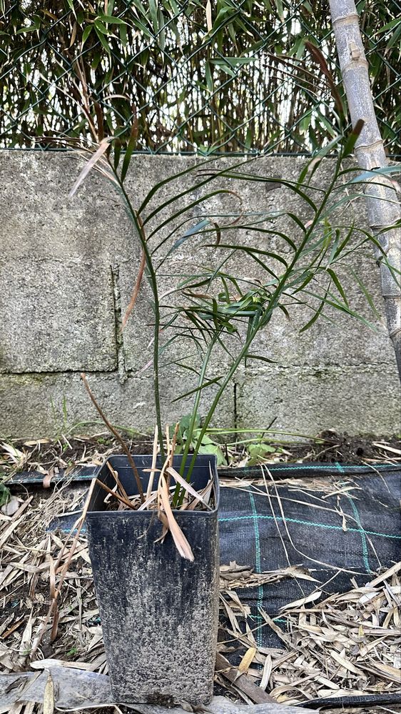 Cyca Macrozamia miquelii - cica