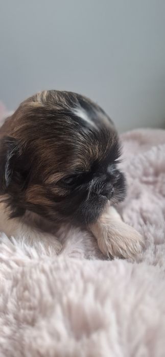ZAREZERWOWANA Shih tzu sunia tricolor