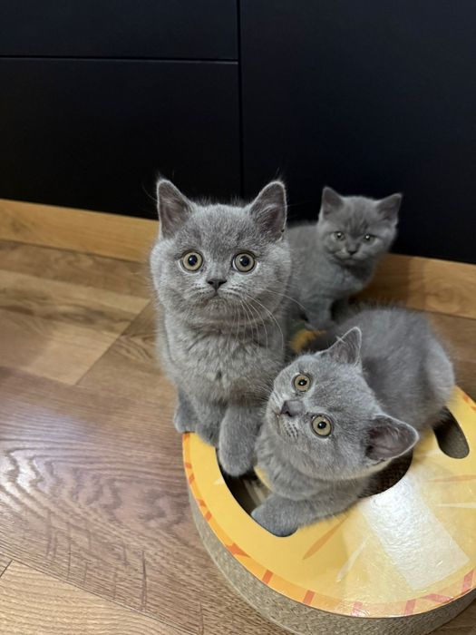 Prześliczne kocurki brytyjskie krótkowłose FPL