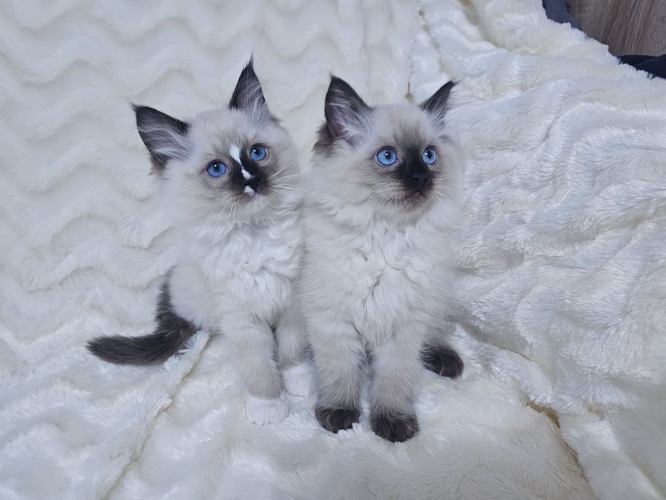 Koteczka Ragdoll (kocięta Ragdoll)