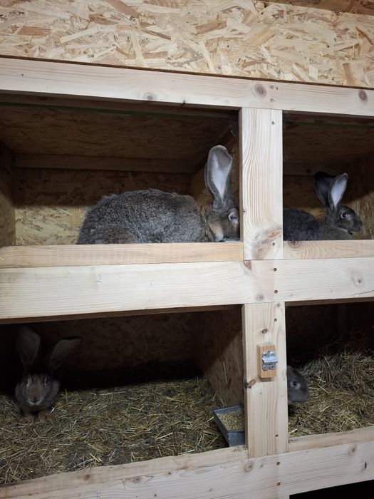 Belgijski Olbrzym szary samce I 2 samic