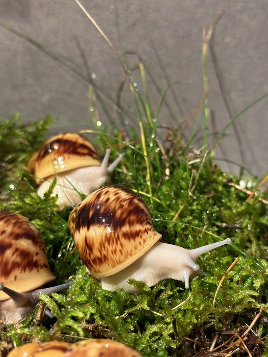 ślimaki afrykańskie Archahatina Marginata Ovum albino body i nominal