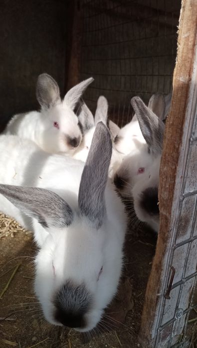 Продам кроликів Каліфорнія