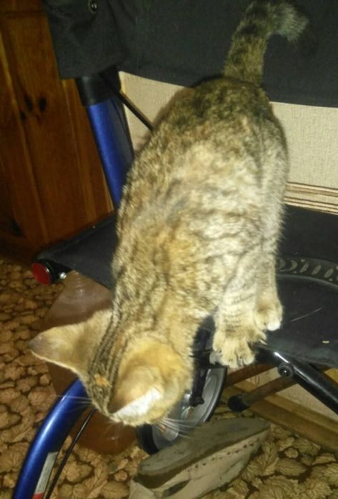 Котенок в дар в добрые руки