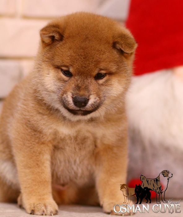 Высокопородные мальчики Шиба сиба ину питомник