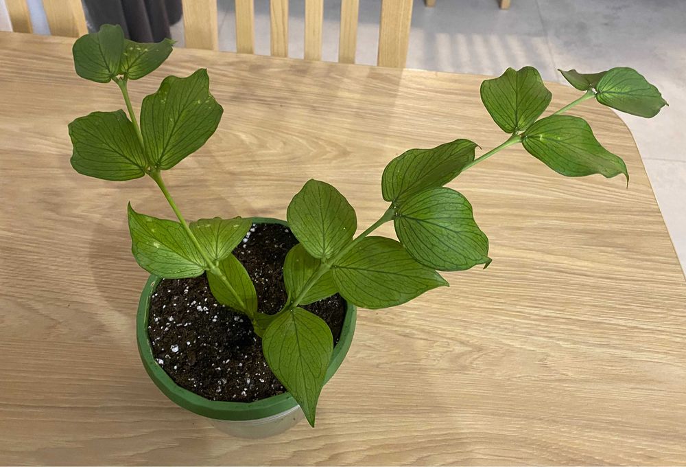 Hoya polyneura ze zdjęcie