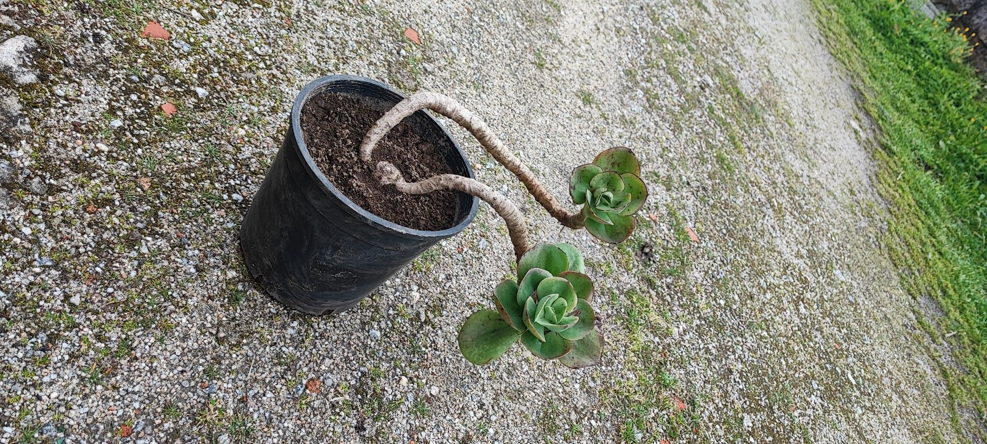 Planta suculenta