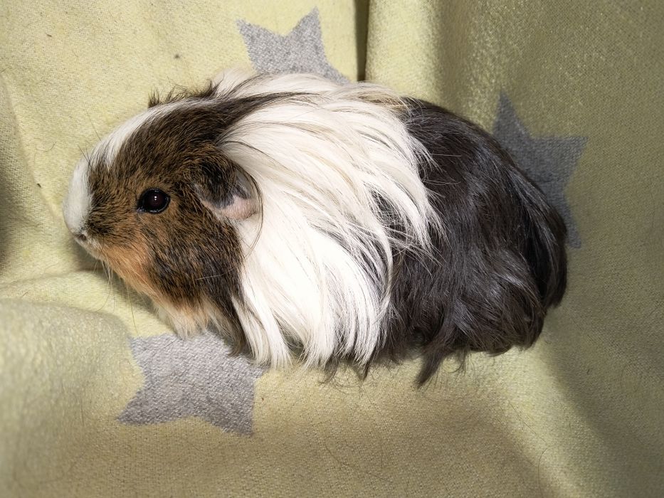 Шелті різних окрасів. Морські свинки.